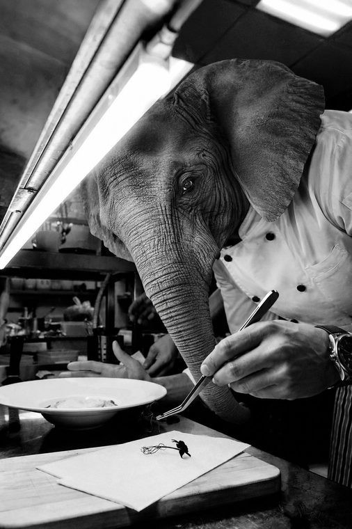 Elephant chef plating a dish